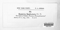 Dacrymyces spathularius image